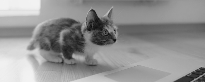 Katze läuft über Tastatur – Das Gelbe Sofa | (Storytelling)